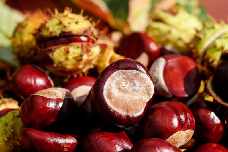 Roasted Chestnuts